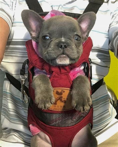 luxury french bulldog accessories